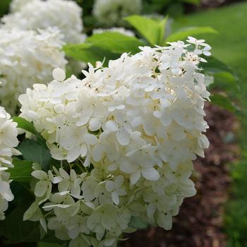 Hydrangea paniculata 'Puffer Fish®' (216814)