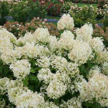 Hydrangea paniculata 'Puffer Fish®' (216815)