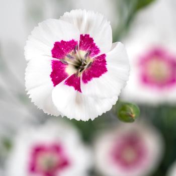 Dianthus allwoodii American Pie® 'Berry a la Mode' (216816)