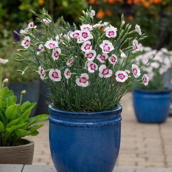 Dianthus allwoodii American Pie® 'Berry a la Mode' (216817)