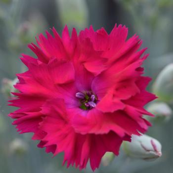 Dianthus Pickables™ 'ColorPop' (216819)