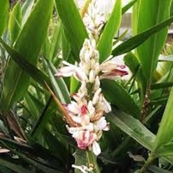 Alpinia alanga