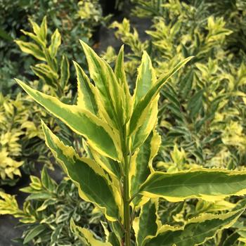 Forsythia x intermedia 'Discovery' (216899)