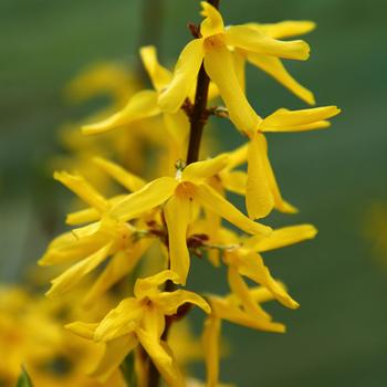 Forsythia x intermedia 'Discovery' (216900)