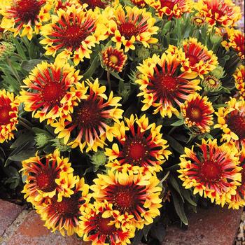 Gaillardia Realflor® 'Fanfare Showtime' (216996)