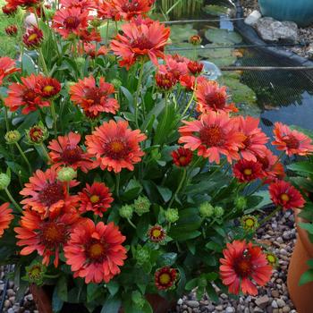 Gaillardia Realflor® Compact 'Sunset Celebration' (216999)