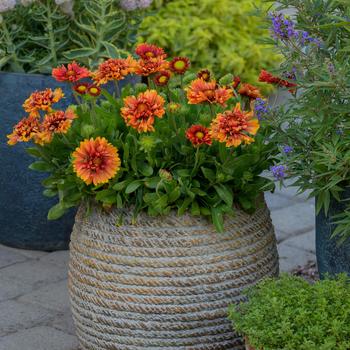 Gaillardia Realflor® SM 'Sunset Orange Ruffles' (217002)