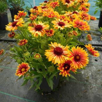 Gaillardia Realflor® SM 'Sunset Orange' (217004)