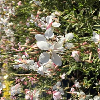 Gaura lindheimeri Flutterby Fountains™ 'Silver Fountain' (217007)