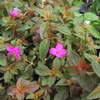 Centradenia grandiflora