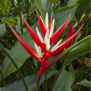 Heliconia angusta 'Red Christmas' 