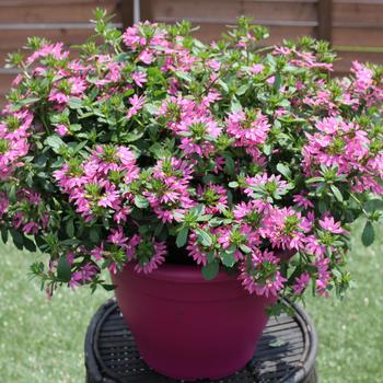 Scaevola Surdiva® 'Fashion Pink Imp' (217206)