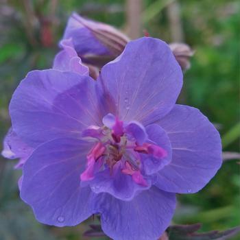 Geranium pratense 'Storm Cloud' (217243)