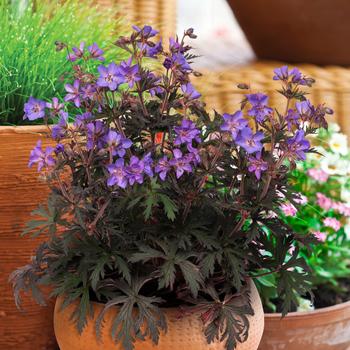 Geranium pratense 'Storm Cloud' (217244)