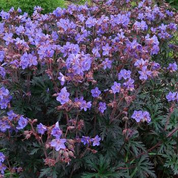 Geranium pratense 'Storm Cloud' (217246)