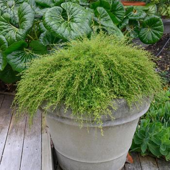 Kunzea ericoides 'The Fonz™' (217260)