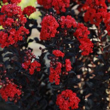 Lagerstroemia indica Black Diamond® 'Radiant Red™' (217496)