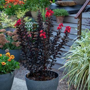 Lagerstroemia indica Black Diamond® 'Radiant Red™' (217497)