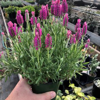 Lavandula stoechas 'Bubblegum Pink' (217501)