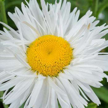 Leucanthemum x superbum Realflor® CC 'Real Winner' (217508)