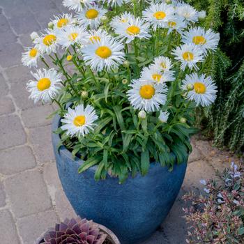 Leucanthemum x superbum Realflor® CC 'Real Winner' (217510)