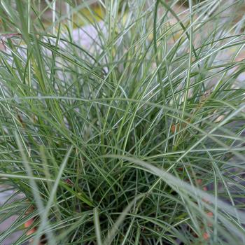 Miscanthus sinensis 'Gentle Breeze' (217520)