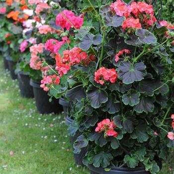 Pelargonium Tall Dark & Handsome® 'Coral' (217532)