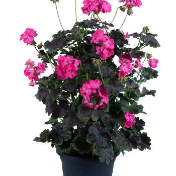 Pelargonium Tall Dark & Handsome® 'Hot Pink' (217534)