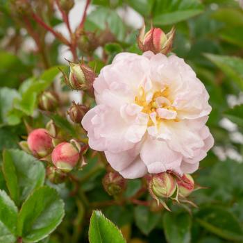 Rosa Scentifall™ 'Blush' (217536)