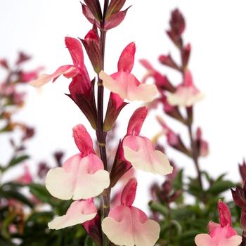 Salvia x jamensis VIBE® 'Ignition Sunrise' (217565)