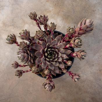 Sempervivum 'Lavender Ice' (217569)