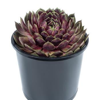 Sempervivum Supersemp® 'Fire Quartz' (217571)