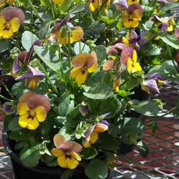 Viola cornuta Celestial™ 'Twilight' (217581)