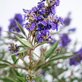 Vitex agnus-castus 'Busy Bee' (217584)