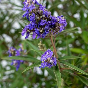 Vitex agnus-castus 'Busy Bee' (217585)