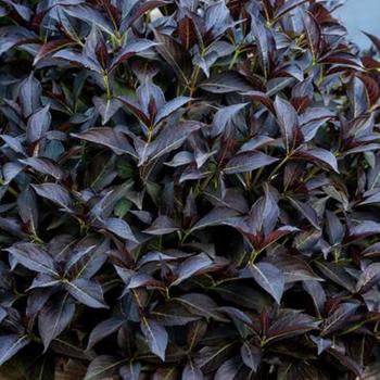 Weigela Prism™ 'Arabian Nights' (217588)