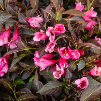 Weigela Prism™ 'Arabian Nights' (217590)