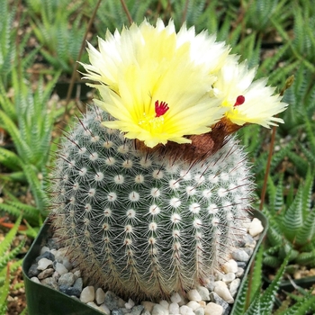 Parodia scopa