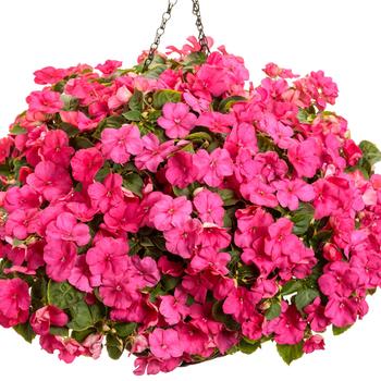 Impatiens walleriana Soprano® 'Rose' (217883)