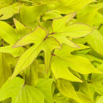 Ipomoea batatas Sweet Caroline Upside™ 'Key Lime' (217892)