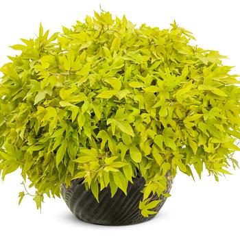 Ipomoea batatas Sweet Caroline Upside™ 'Key Lime' (217894)