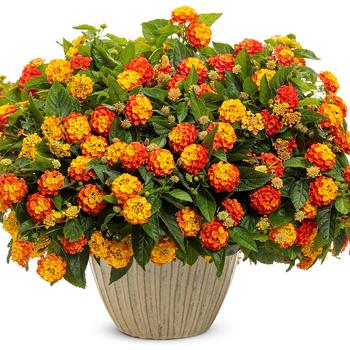 Lantana camara Luscious® 'Basket Tangelo™' (217897)