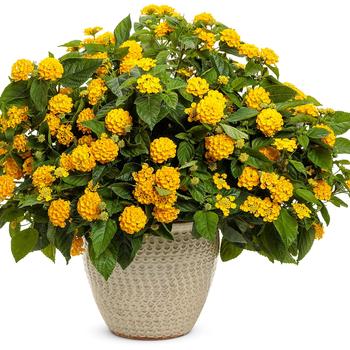 Lantana camara Luscious® 'Royale Lemon Tart' (217900)