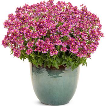 Nemesia fruticans Aromance™ 'Mulberry' (217904)