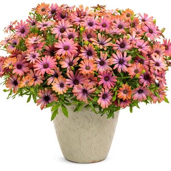 Osteospermum Bright Lights™ 'Horizon™ Sunset' (217908)