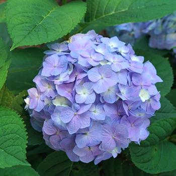 Hydrangea macrophylla Let's Dance® 'Sky View®' (217981)