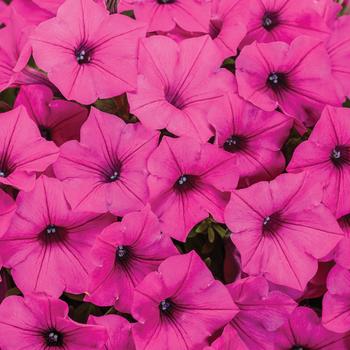 Petunia Supertunia Mini Vista® 'Sweet Sangria' (217984)