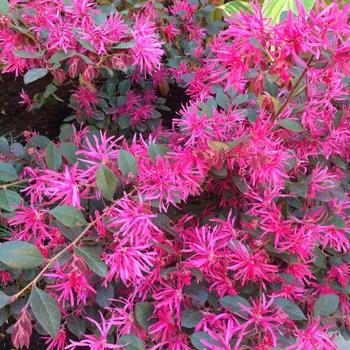 Loropetalum chinense Jazz Hands® 'Series' Chinese Fringe-Flower from ...