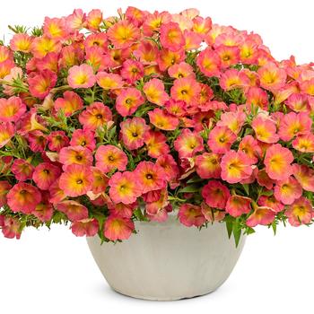 Petunia Supertunia® 'Persimmon' (218048)