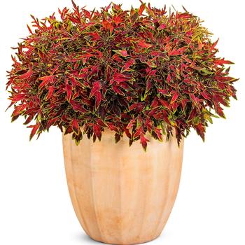 Coleus scutellarioides ColorBlaze® 'Mini Me™ Watermelon' (218051)